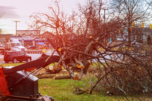 How Our Tree Care Process Works  in  Fayetteville, GA