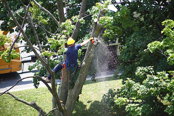 Trusted Fayetteville, GA Tree Care Experts